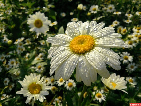 Ромашки в росе
