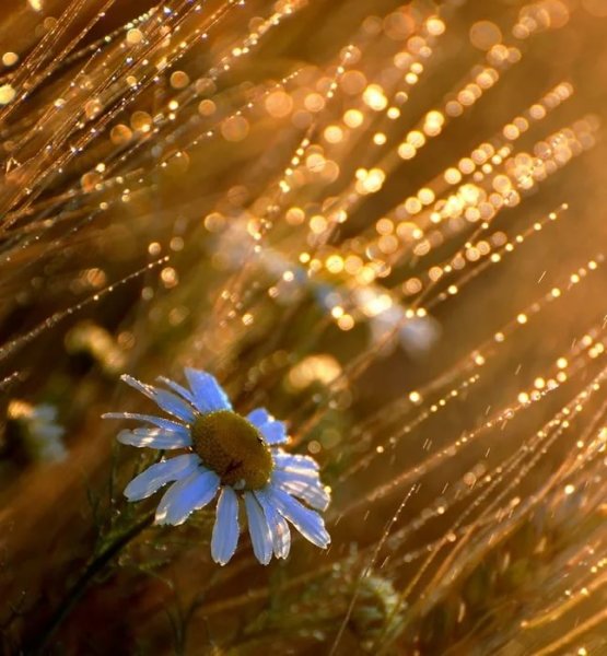 Ромашки в солнечных лучах