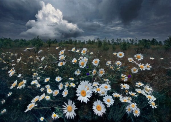 Пасмурный Ромашковое поле
