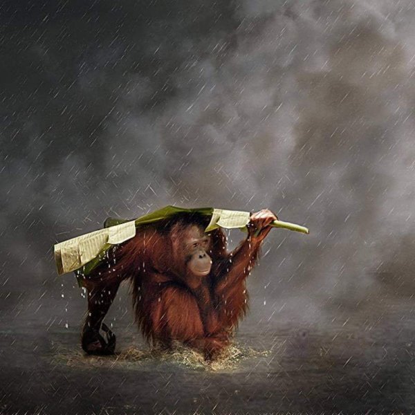 Обезьяна дождь