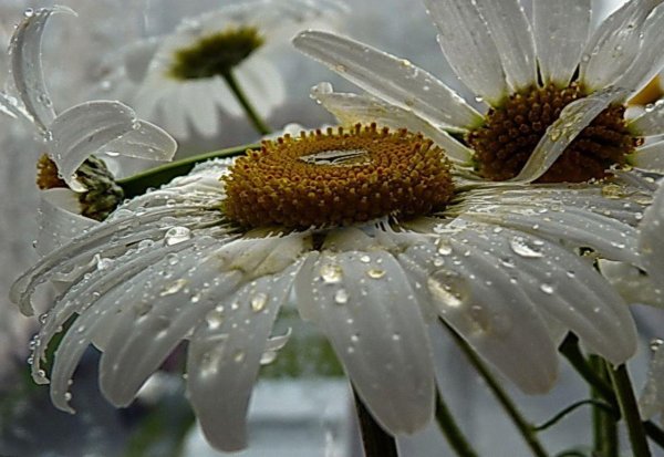 Плачущая Ромашка