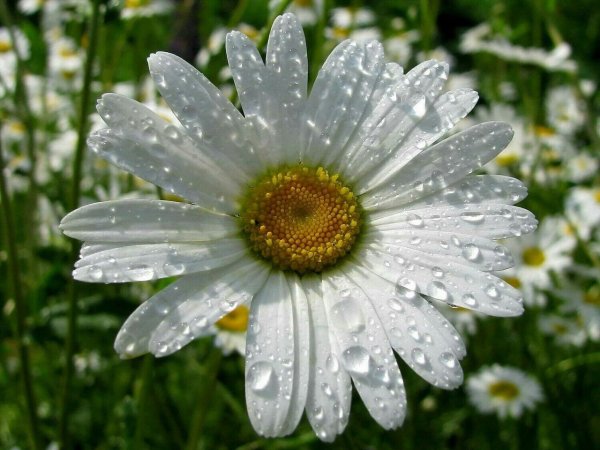 Ромашка это Живая природа