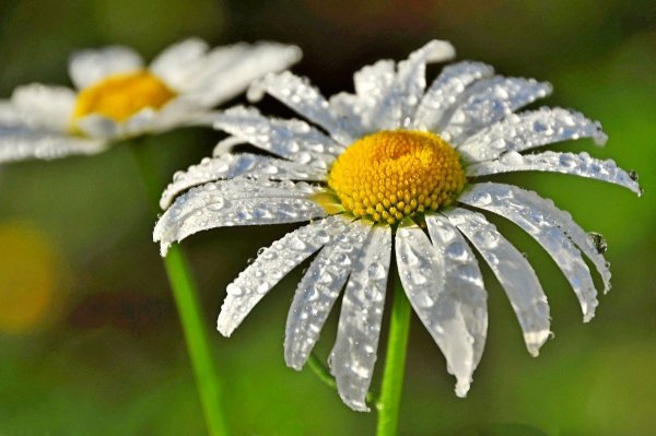 Ромашки в росе