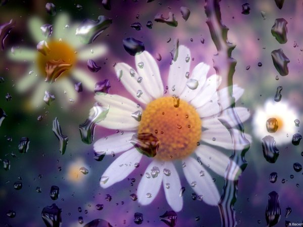 Цветы под стеклом с каплями