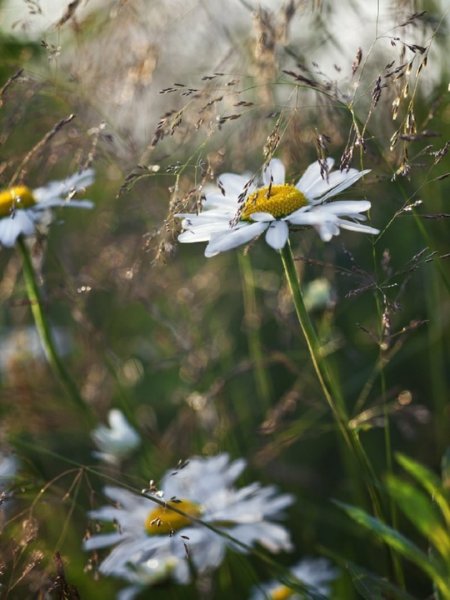 Ромашки после дождя