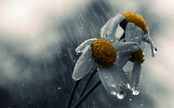 Ромашки и дождь