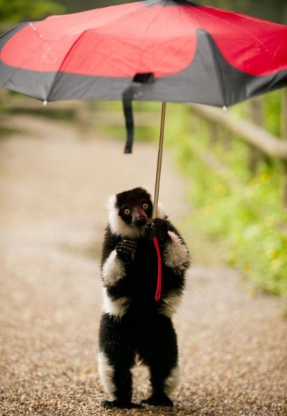 Животные под зонтом