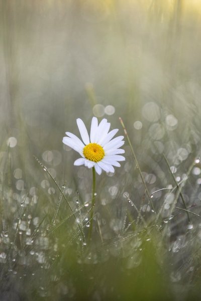 Ромашки и дождь