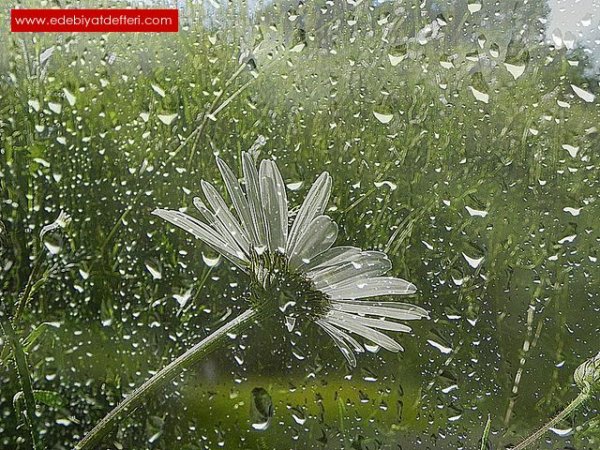 Дождливая Ромашка