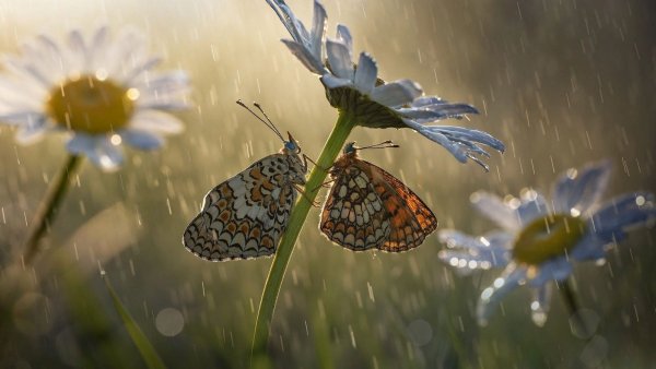 Бабочки летают над лугом