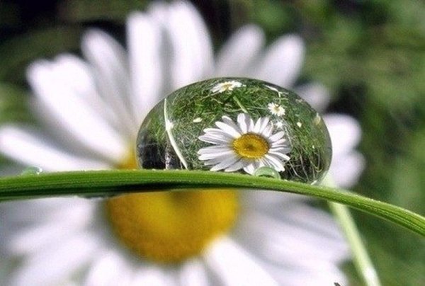 Ромашка в каплях дождя