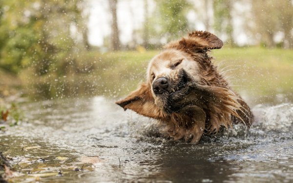 Щенок в луже