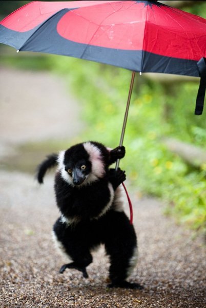 Животные под зонтиком