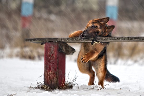 Немецкая овчарка зимой с палкой