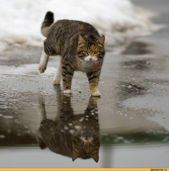 Кот в луже