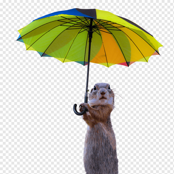 Смешные зонтики