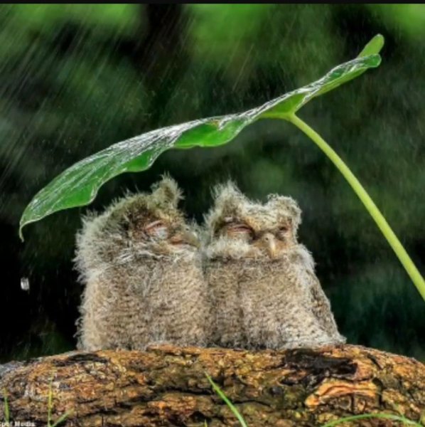 Животные прячутся от дождя