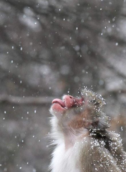 Животные радуются снегу