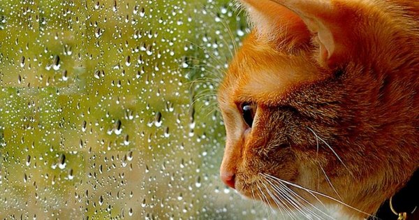 Кошка и дождь