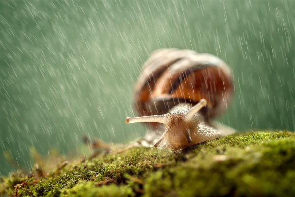 Дождливые улитки