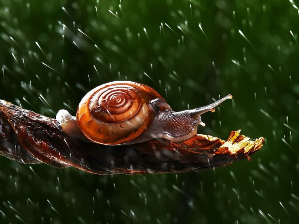 Улитка под дождем