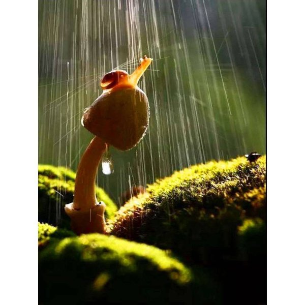 Улитка под зонтиком