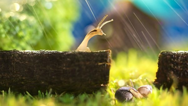 Улитка с зонтиком