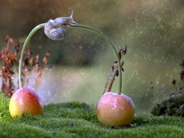 Улитка дождь