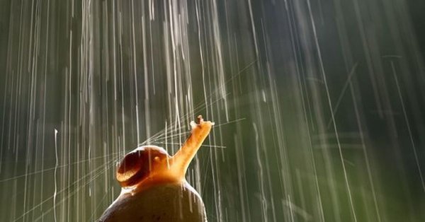 Улитка дождь