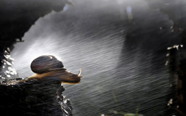 Улитка под дождем