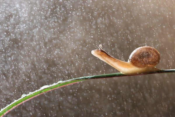 Ливни дождь улитка