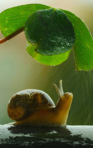 Живая природа улитки