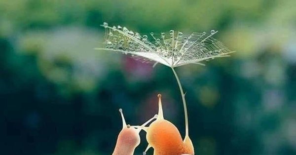 Улитка с зонтиком