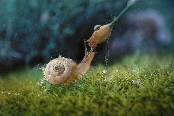 Улитка под дождем