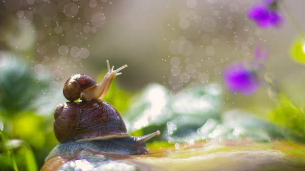 Красивые улитки