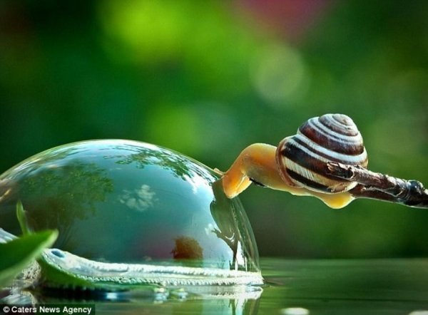 Две улитки под зонтиком