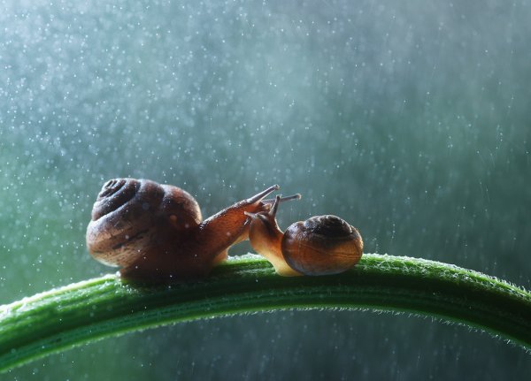 Улитка ползет