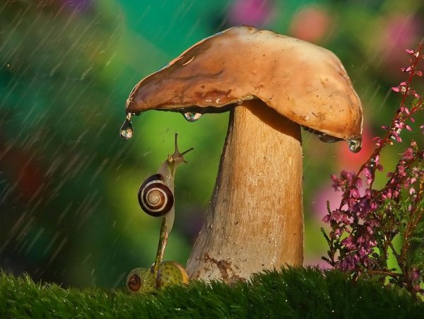 Грибной дождь