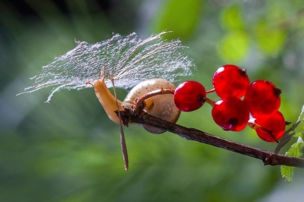 Улитка под зонтом
