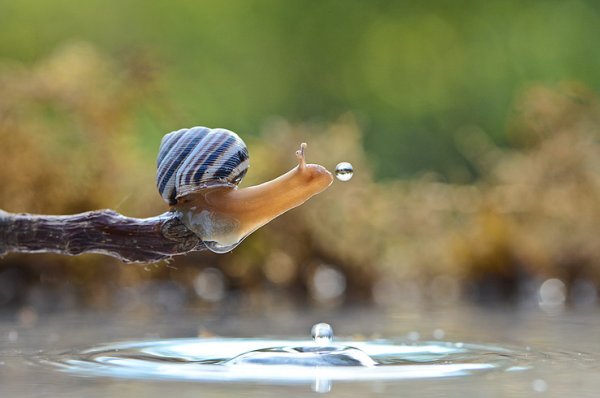 Улитка и капля воды