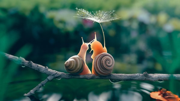 Смешная улитка