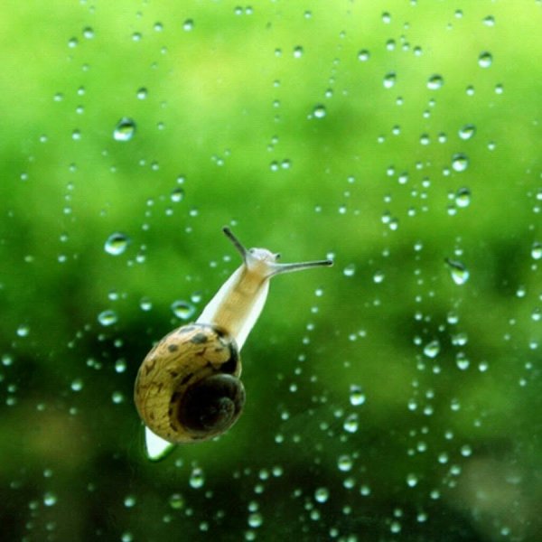 Лягушка пере