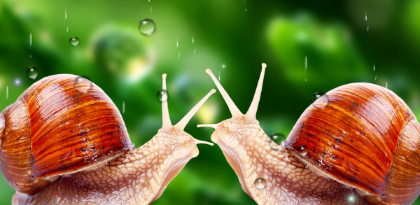 Живые обои дождь