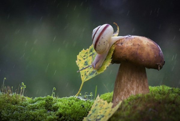 Улитка на шляпке гриба