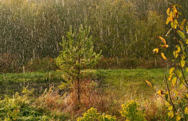 Дождь в осеннем лесу
