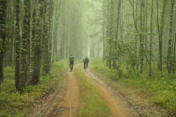 Летний дождь в лесу