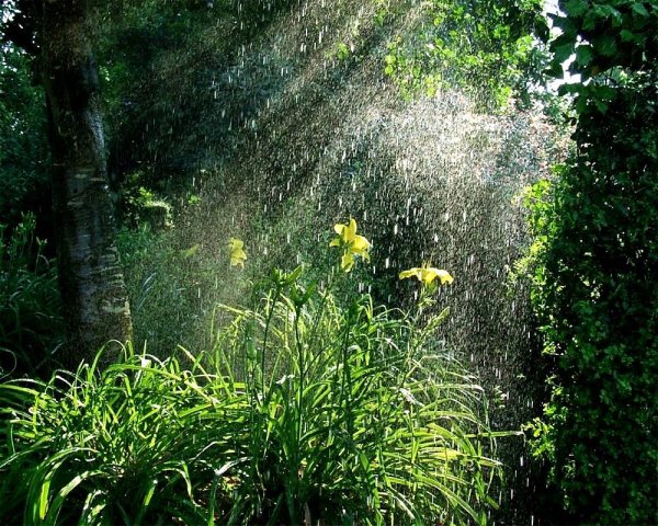 Дождь в лесу