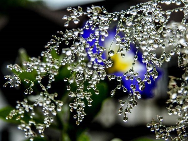 Доброе утро роса