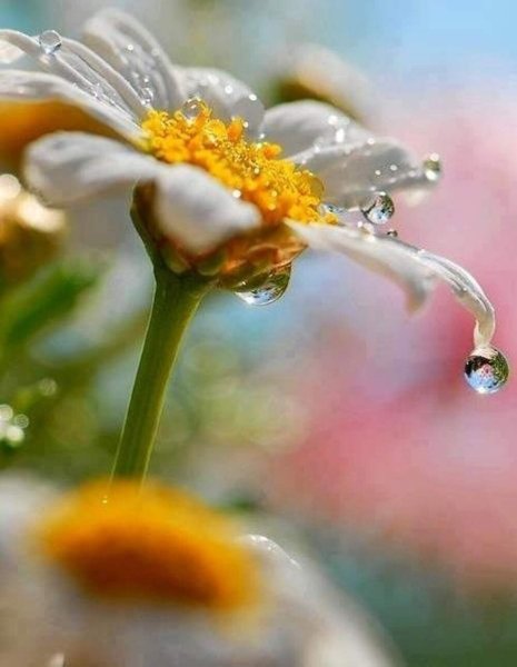 Утренние цветы в росе