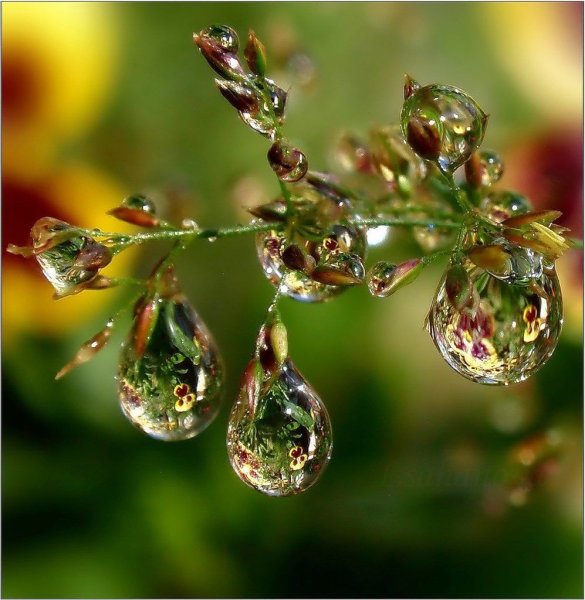 Капельки росы на солнце